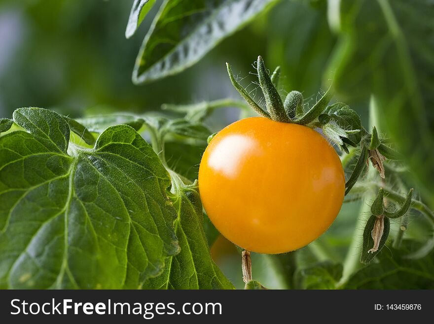 Cherry tomatoes on a branch