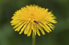 Common Dandelion - Taraxacum Stock Photography Common Dandelion - Taraxacum Stock Photography