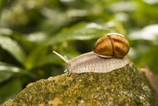 Snail Royalty Free Stock Images Snail Royalty Free Stock Images