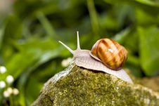 Snail Royalty Free Stock Photos Snail Royalty Free Stock Photos