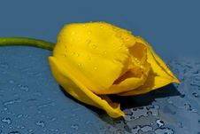 Yellow Tulip Stock Photography