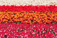 Field Of Colorful Tulips Royalty Free Stock Photo
