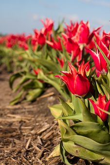 Tulips In Field Stock Image