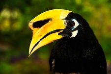 Oriental Pied Hornbill Royalty Free Stock Photography