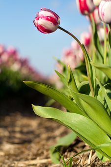 Tulips In Field Stock Photography