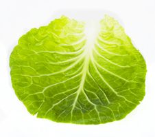 Cabbage Royalty Free Stock Image
