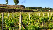 Vineyard Royalty Free Stock Photo Vineyard Royalty Free Stock Photo