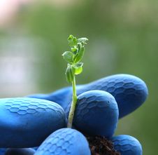 Little Plant In Hand Stock Image