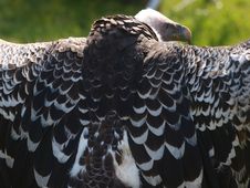 Vulture Back Royalty Free Stock Photo