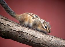 Chipmunk Stock Photos Chipmunk Stock Photos