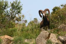 Italy, Sardegna, Mouflon Of The Gallura Royalty Free Stock Images Italy, Sardegna, Mouflon Of The Gallura Royalty Free Stock Images