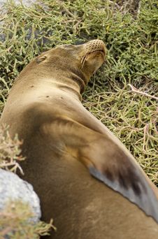 Galapagos Sea Lion Stock Photos