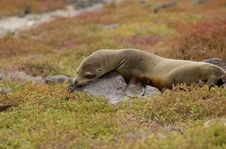 Resting Sea Lion Royalty Free Stock Images