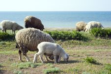 Herd Of Sheep Royalty Free Stock Images Herd Of Sheep Royalty Free Stock Images
