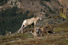 Bighorn Sheep Herd In Rocky Mountain National Park Stock Image
