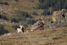 2 Bighorn Sheep In Rocky Mountain National Park Royalty Free Stock Photo