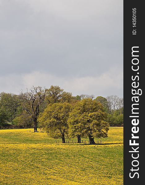 Cultural landscape - Schleswig-Holstein - Westensee - Germany