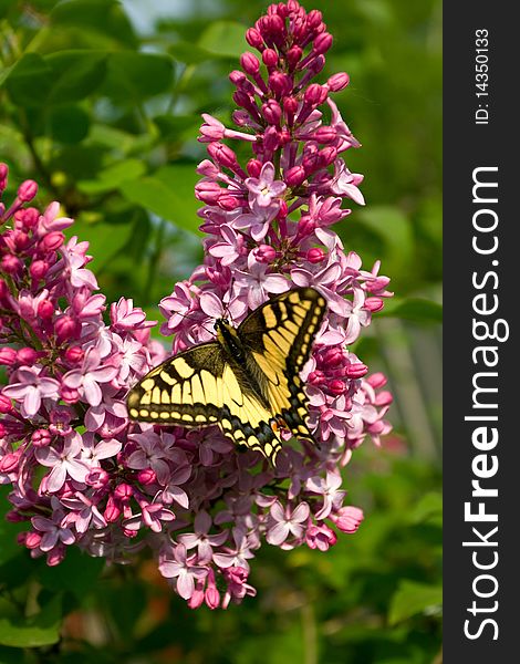 Swallowtail butterfly (Papilio machaon) on lilac