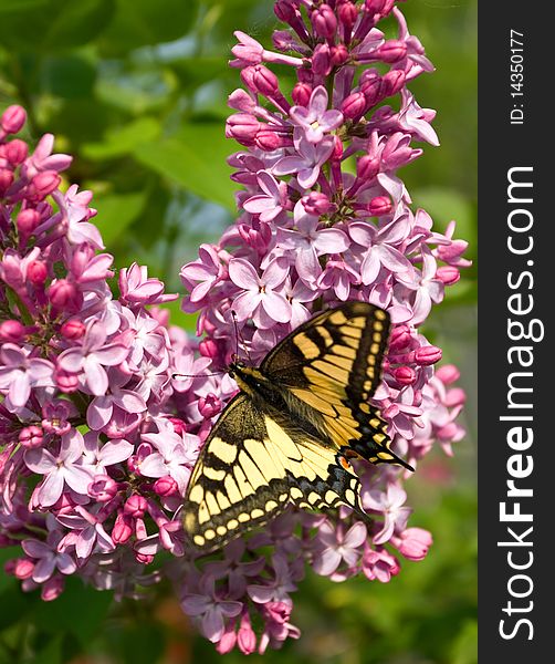 Swallowtail butterfly (Papilio machaon) on lilac