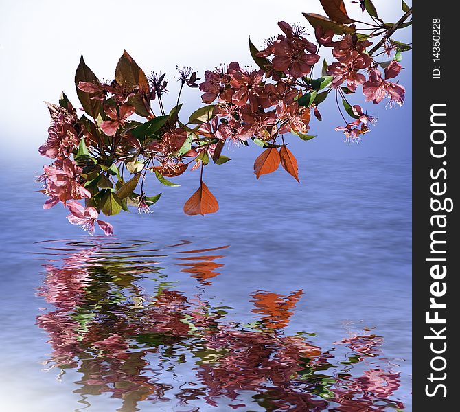 This image shows some flowering branches, reflected in the water, facing the sun. This image shows some flowering branches, reflected in the water, facing the sun