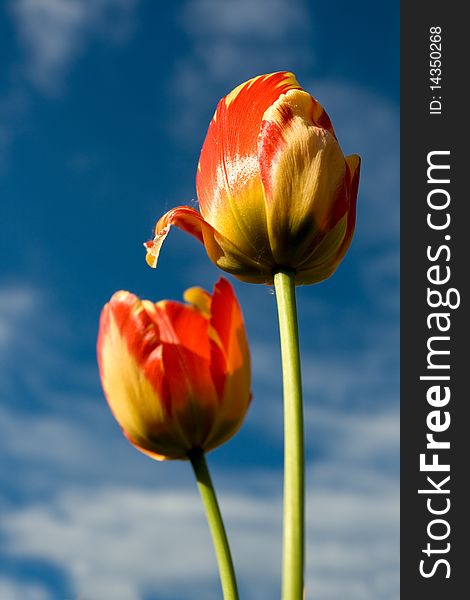 Colorful tulips on a background of dark sky