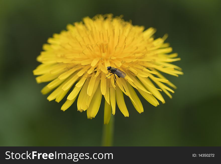 Common Dandelion - Taraxacum