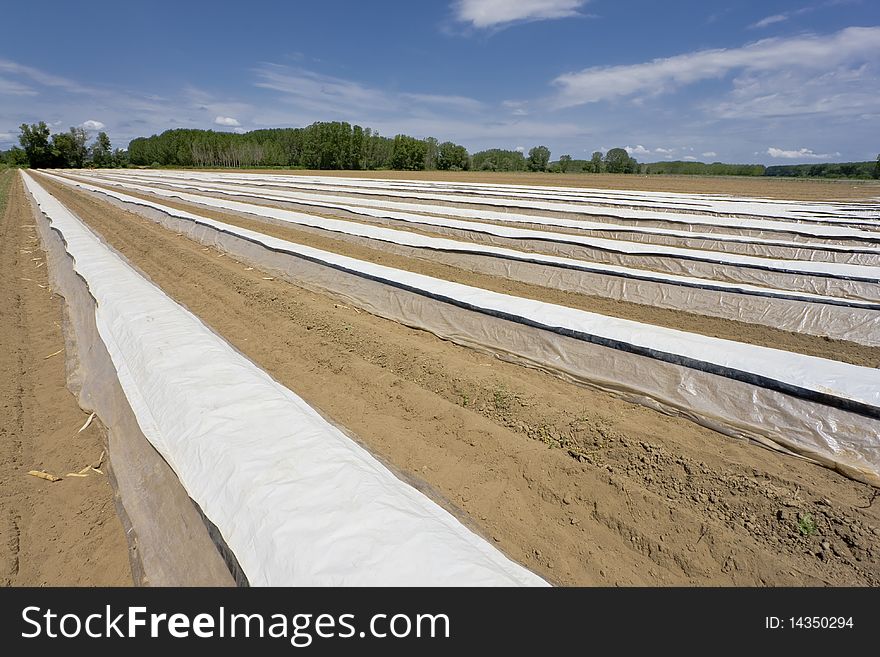 Asparagus Field