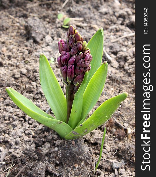 Bud of a hyacinth in  a garden