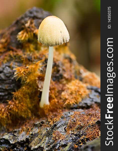 Common Ink Cap Mushroom