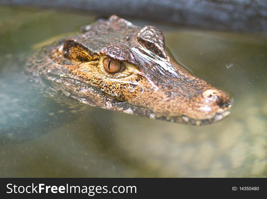 Small crocodiles basking on a shore in in water