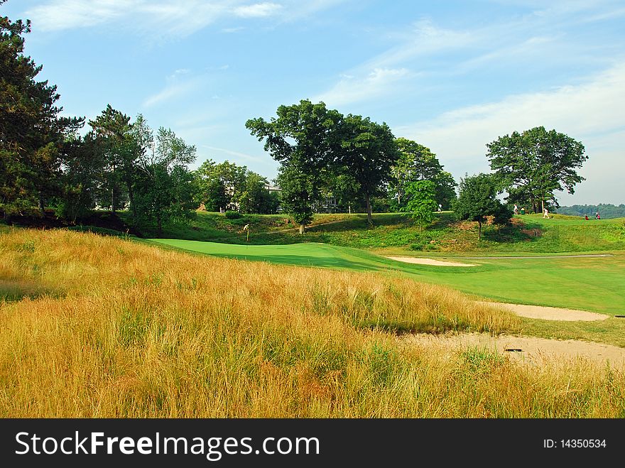 Native grasses in a rough area with a golf green in the background. Native grasses in a rough area with a golf green in the background