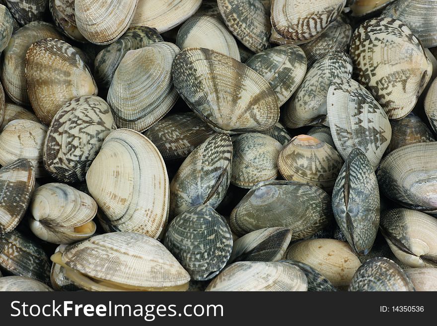Many color sea shell closeup