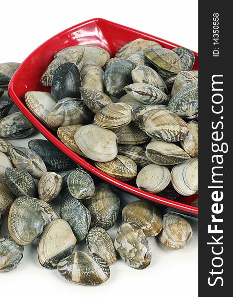 Live clams in isolated white background