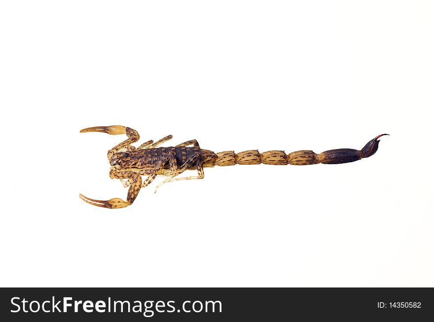 An Australian scorpion isolated over white
