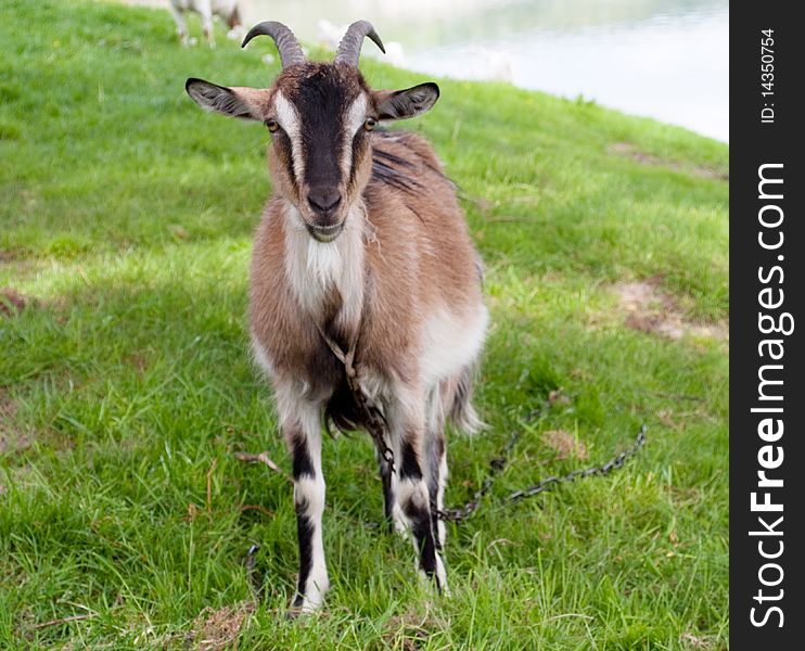 Goat on a green meadow