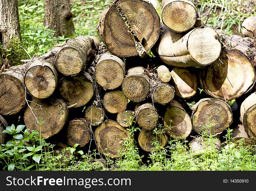 Log pile in the forest. Log pile in the forest