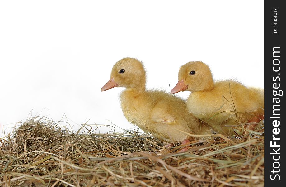 Two nestlings in nest on white background