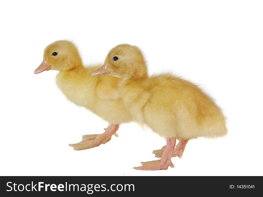 Two nestlings of duck on white background