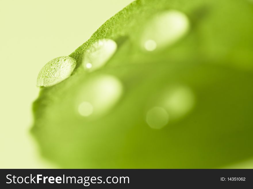 Fresh green leaf of basil with water drops. Soft focus. Fresh green leaf of basil with water drops. Soft focus.