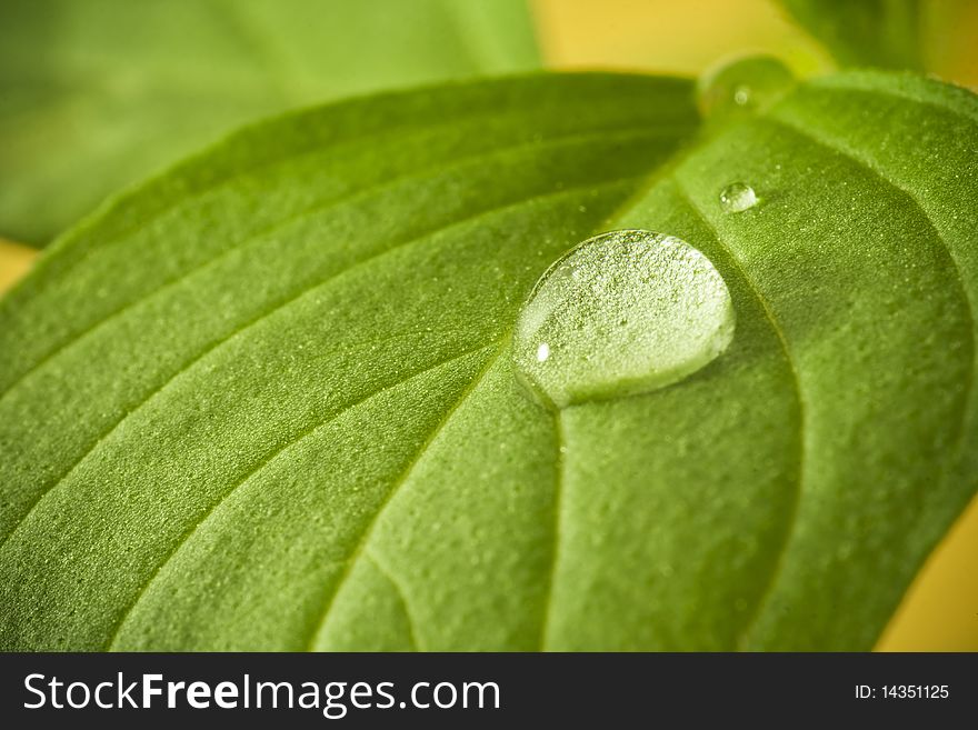 Fresh green leaf of basil with water drops. Soft focus. Fresh green leaf of basil with water drops. Soft focus.