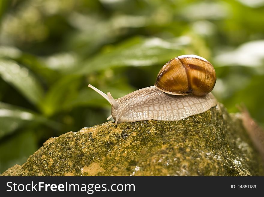Snail crawling on the rocks.