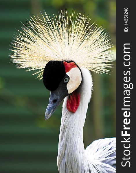 Crowned crane, a beautiful ornamental feathers.