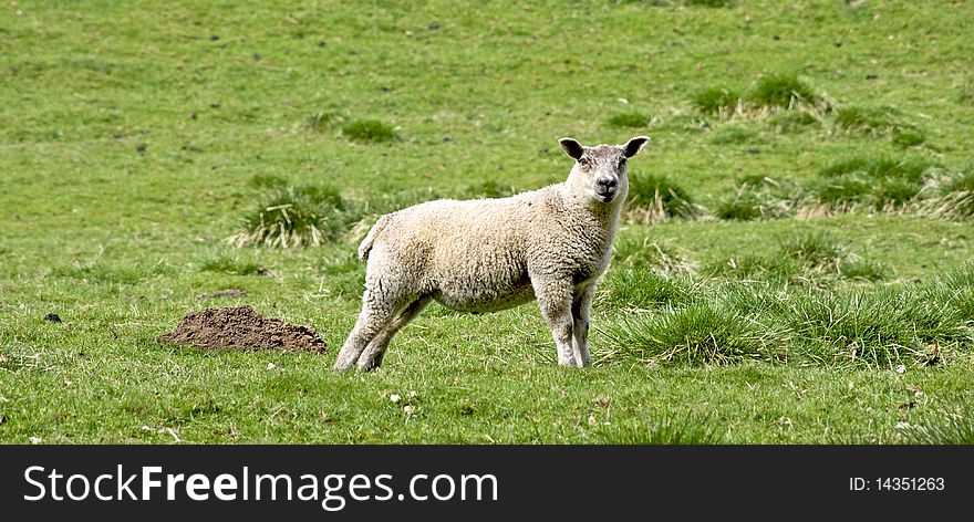 Single lamb on a meadow