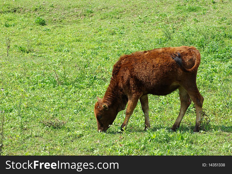 Brown Cows