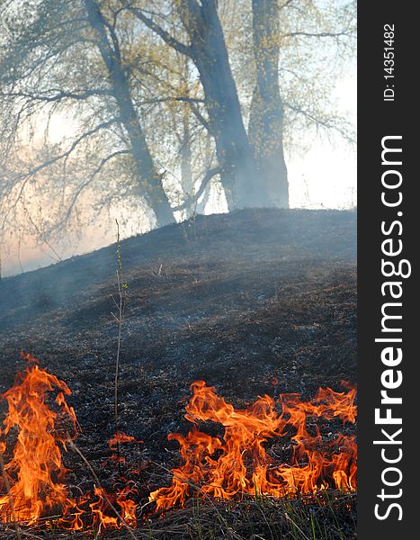 Burning forest scene, protect the nature