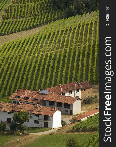 Country landscape and vineyard in piedmont