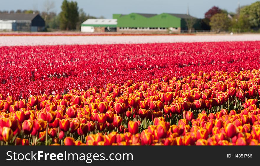 Field of coloful tulips. Dutch flower industry. The Netherlands. Field of coloful tulips. Dutch flower industry. The Netherlands