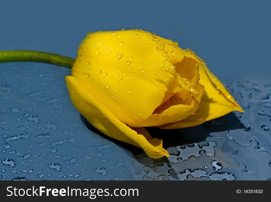 Wet tulip with blue background. Wet tulip with blue background