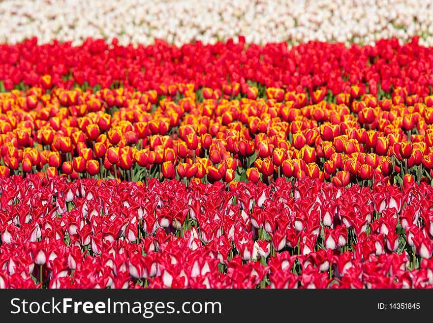 Field Of Colorful Tulips