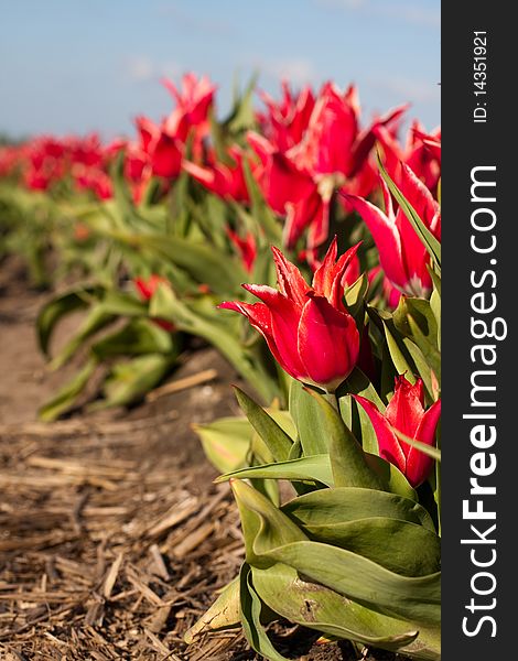 Tulips in field. Dutch flower industry, North Holland, The Netherlands